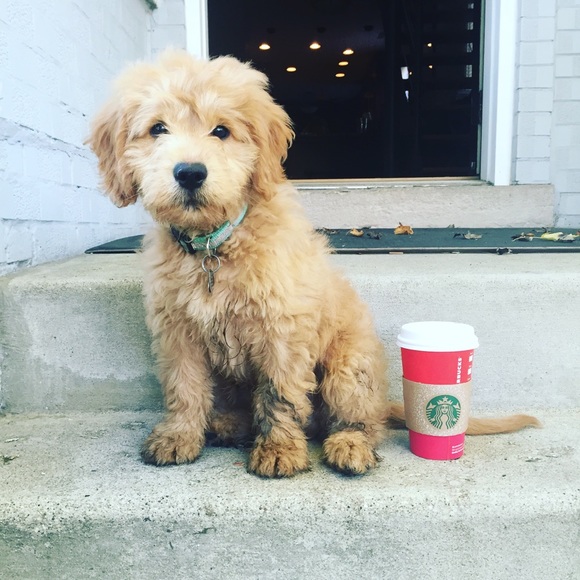 Meet your Posher, Jenny - Picture 5 of 5